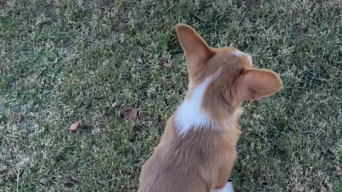 Puppy Responds to Speaker System Test