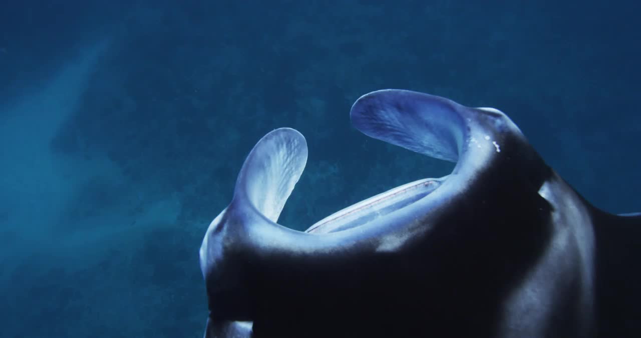 Manta ray swimming