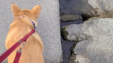 dog crossing stone bridge