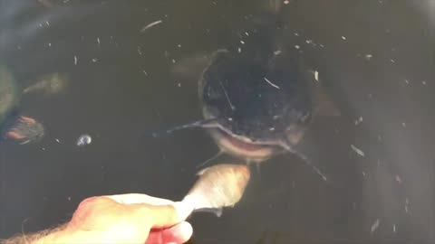 Feeding the Fish While it's Flooded