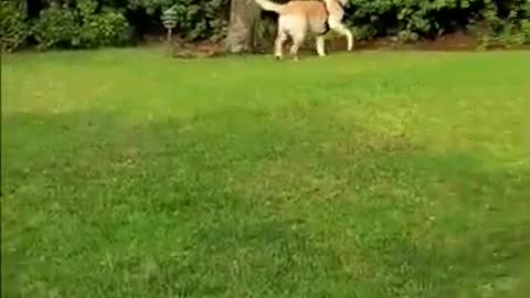 Labrador Dog Runs After Birds as Soon as Leash is Removed 😬