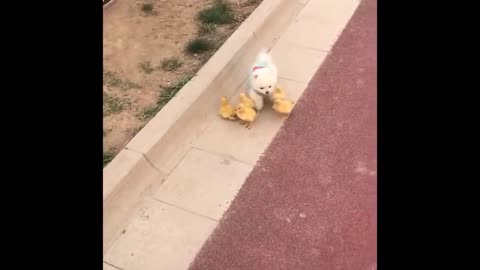 Funny animals