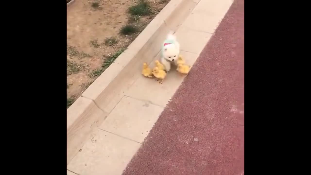 Funny animals
