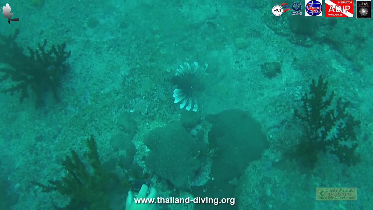 🐋Croisière plongée aux iles #Similans a éléphant head rock