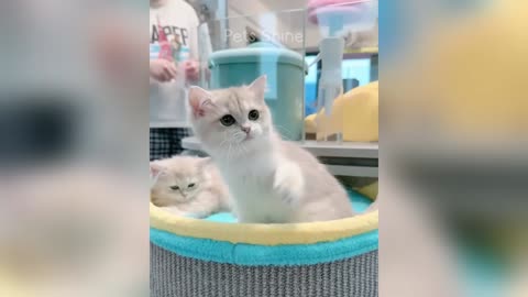 Funny Pets and Anmals