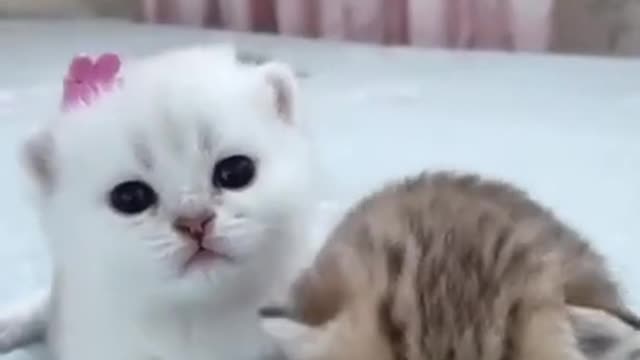 Lovely Cute Kitten Baby Cat Funny Cat Videos