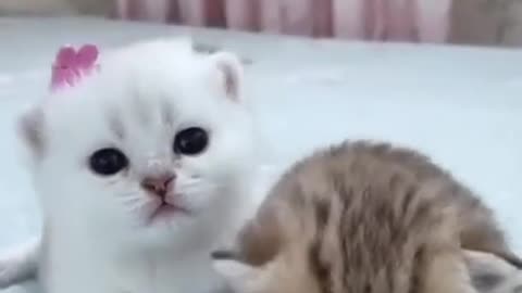 Lovely Cute Kitten Baby Cat Funny Cat Videos