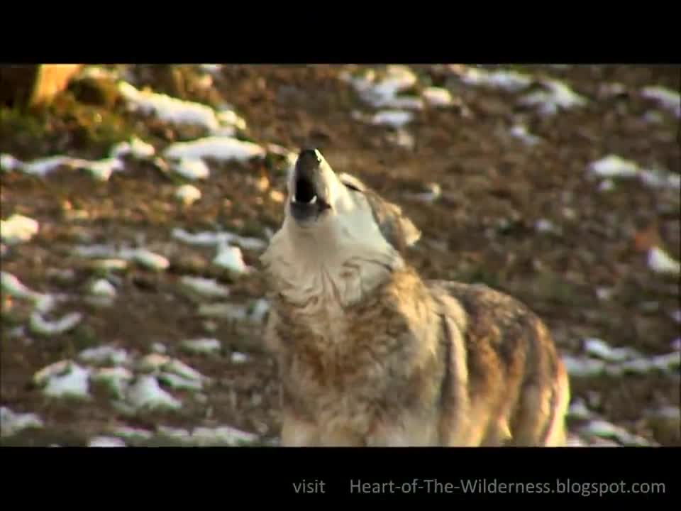 Unlikely wolf friends enjoy a tasty treat together