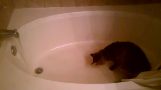 Cats never get real water