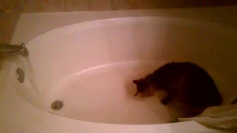 Cats never get real water