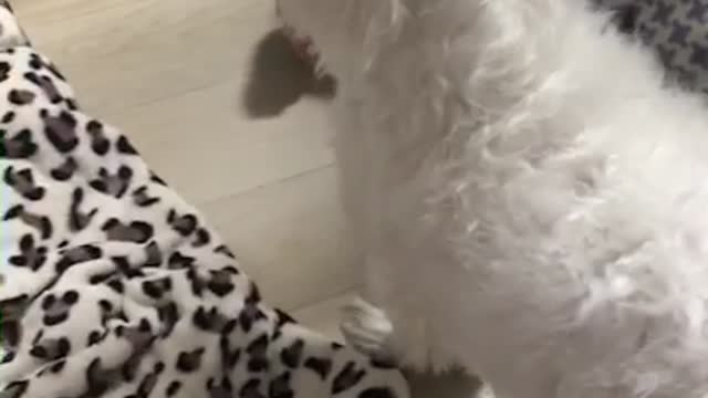 There is paper on the dog's head, but I don't know