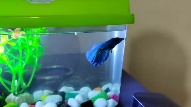 Betta fish full moon