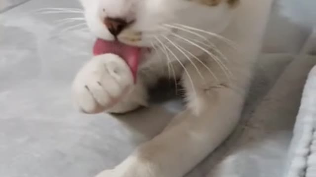 A cute cat is washing its face