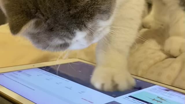 Ipad nya masi selamat kok 😌😌 #cat #catoftiktok #catlover