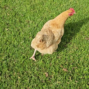 #OMC! How many views can this little chicken clip get? #omc! #oneminute #chickens #hens #shorts