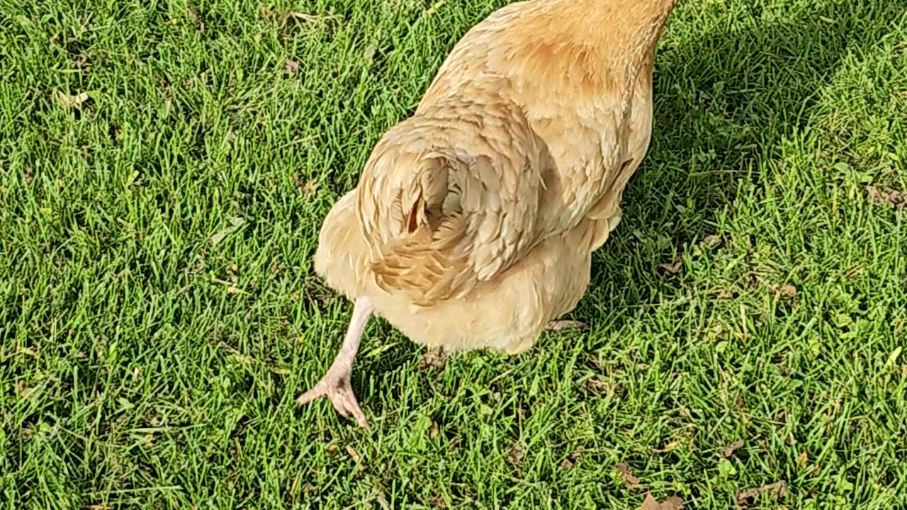 #OMC! How many views can this little chicken clip get? #omc! #oneminute #chickens #hens #shorts