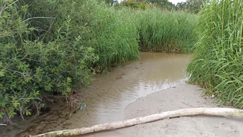 Vid stranden Hagestad 2 Aug. 2022