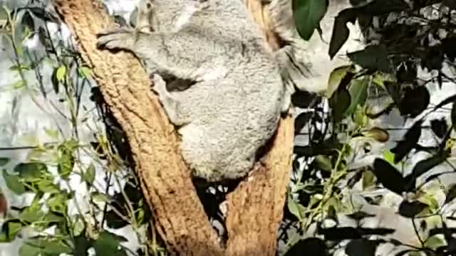 Koala Baby Bear learn to climb trees