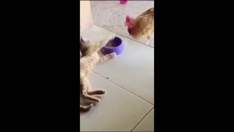 Funny cats and dog videos