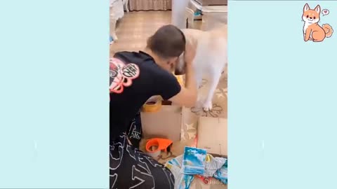 Compilation Cute Puppies 😍 Cute Funny and Smart Dogs
