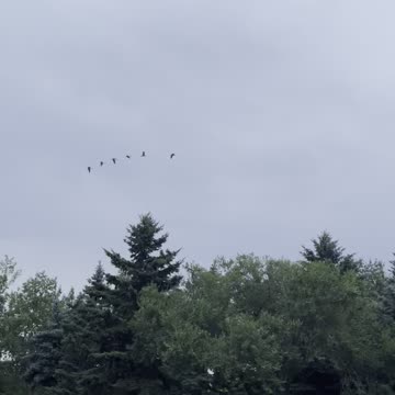 Geese come back home