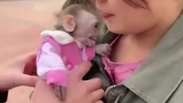 Funny monkey reaction in china 😍😍😍😍