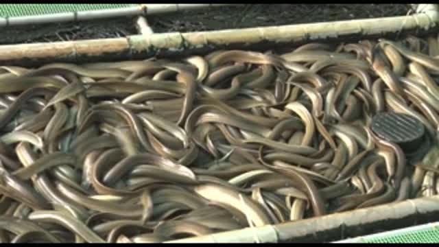 Growing Eels On The Ground