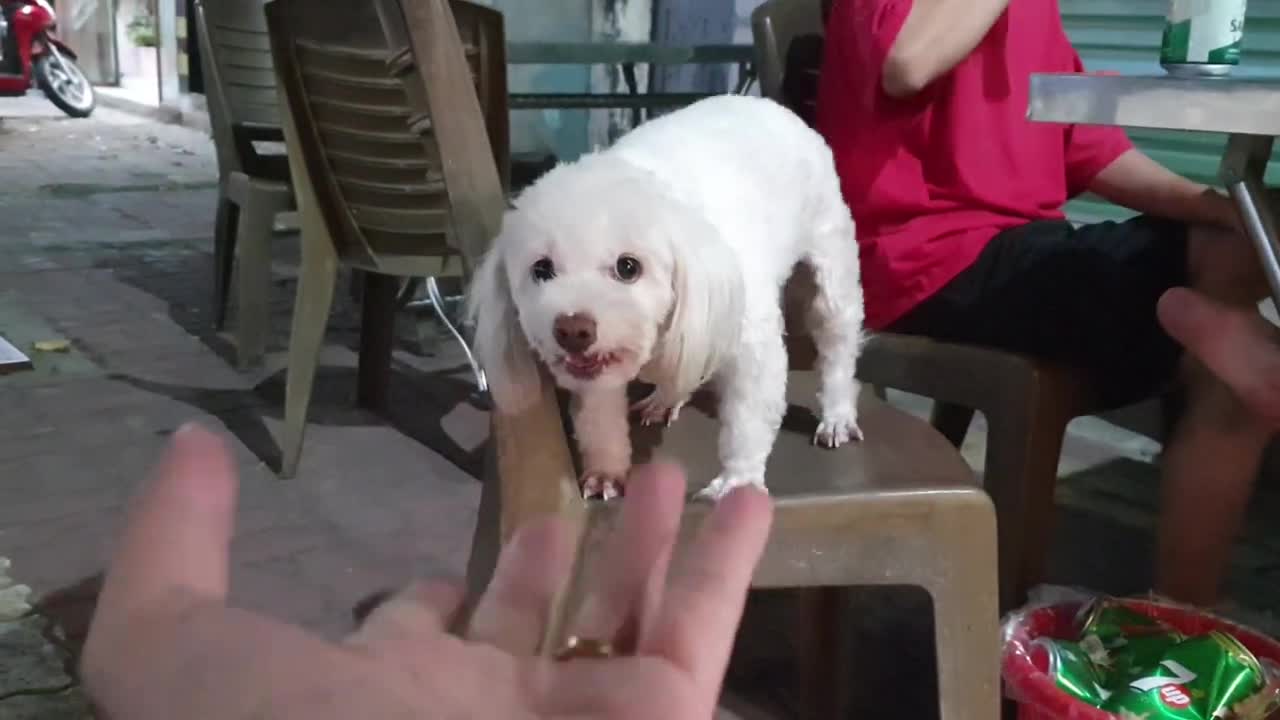 Funny. Wow! How Hybrid Poodle Dog Reacts When Seeing Strangers