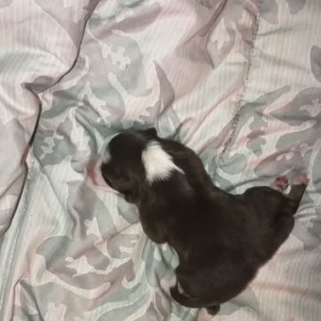 Perrita “milagrosa” que nació con seis patitas y dos colas es rechazada por su madre