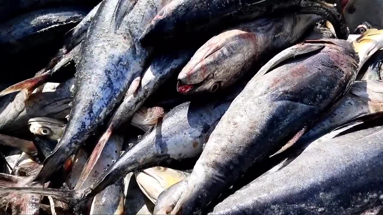 Big Fish Catching || Amazing GholFish || Deep sea in Gujarat fishing Boat ||-17