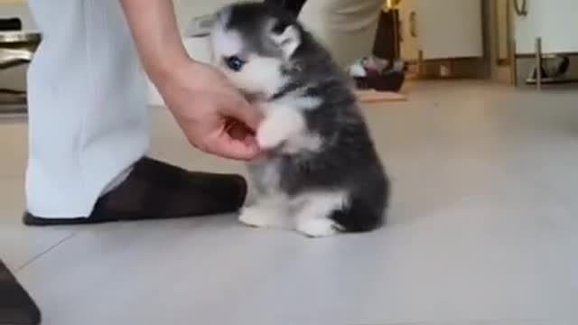 Fluffy Puppy Playing with me..... ...