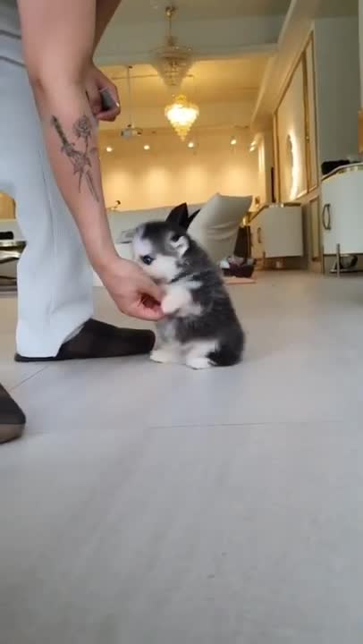 Fluffy Puppy Playing with me..... ...