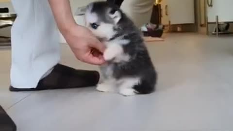 Fluffy Puppy Playing with me..... ...