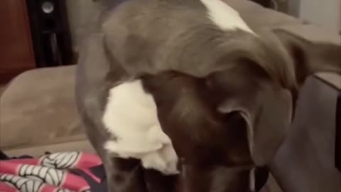 Dog Funny Content 😂😂