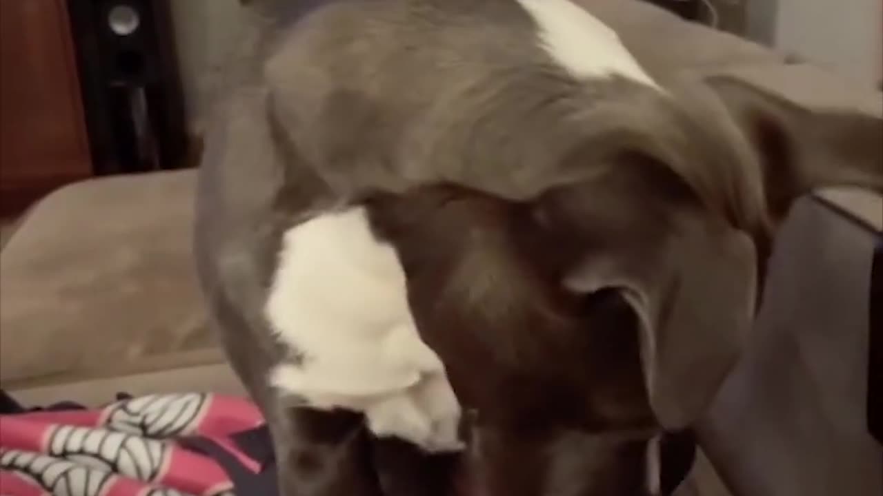 Dog Funny Content 😂😂