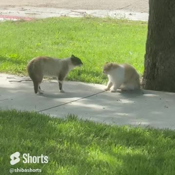 Are we cool or do we fight?