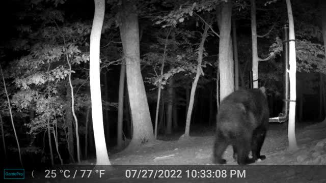 The Woods - 07/28/2022 Bear