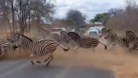 Zebra Crossing? A Real Herd of Zebras Stops Traffic in This Funny Video!