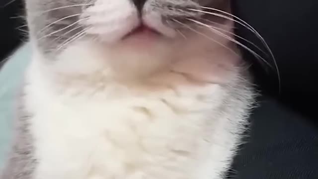 ADORABLE LAZZY CAT FUNNY VIDEO