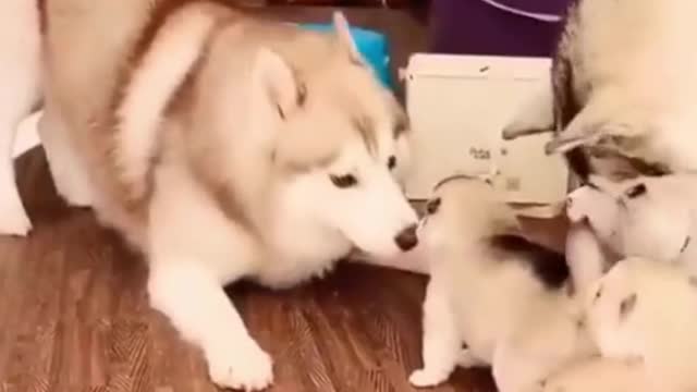 The best dogs video 2021 #Husky
