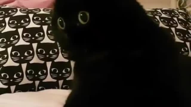 This cat is all black, you may not find where it is at night