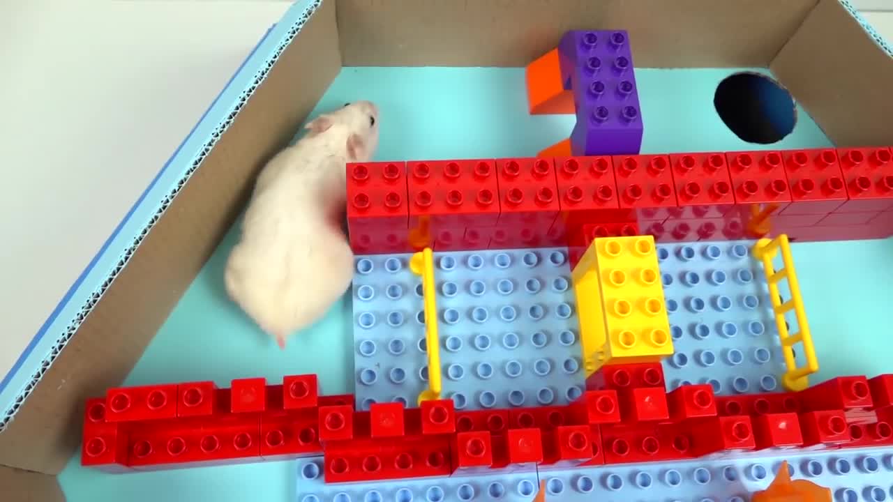 Pool Maze for Hamster - Rainbow Pyramid Maze