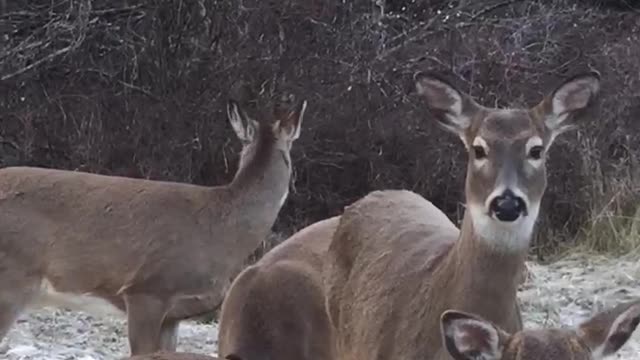 Lady puts lights on tree for deer