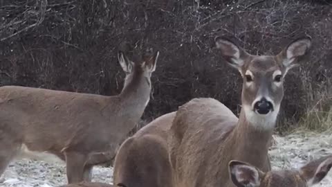 Lady puts lights on tree for deer