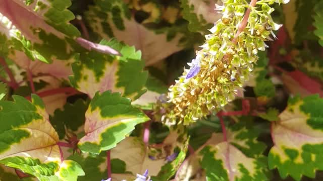 My flowers are getting pretty