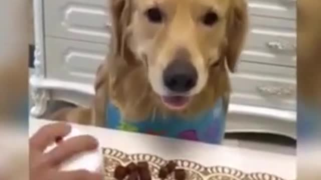 😍😂😂Funny Cats and Dogs Reaction to Food 2021 Amazing Video🐈🐈🐕‍🦺