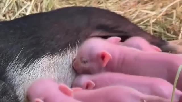 Cute Piglets and their Mama