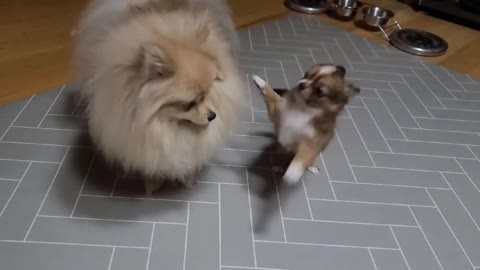 A little puppy that asks his brother to play