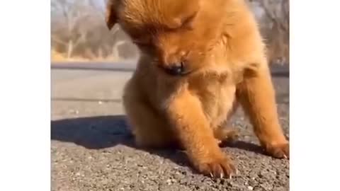 Cute dog funny video - when you don't sleep at night