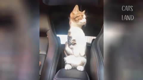 OMG so cute cats❤️ best funny cats moment